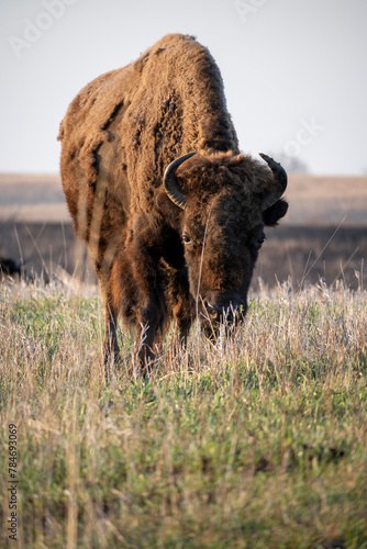 American Bison in the Prairie