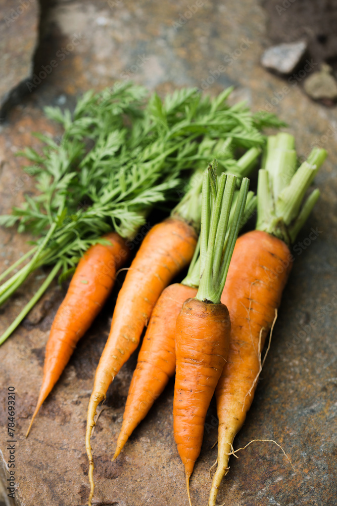 Young juicy carrot with green leaves Young juicy carrot with green leaves