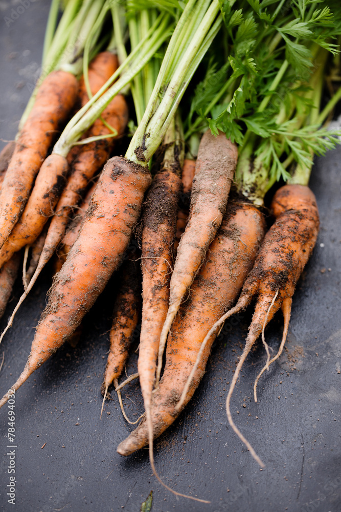 Dirty carrots with tops Dirty carrots with tops