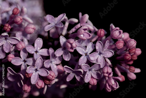 Close-up of a purple flower of the purple lilac. There are drops of water on the flowers. The background is dark.