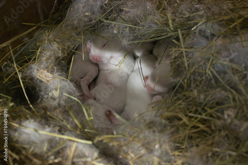 Newborn Rabbits Snuggled in Straw Nest