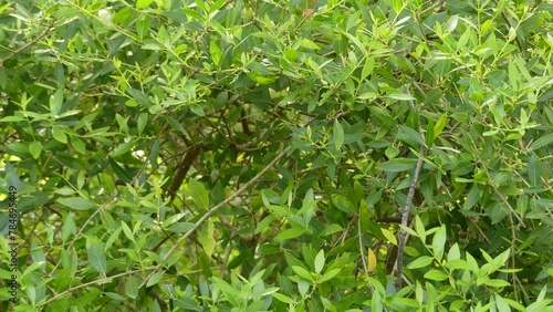 Phillyrea latifolia, commonly known as green olive tree or mock privet, is a species of tree in the family Oleaceae. photo