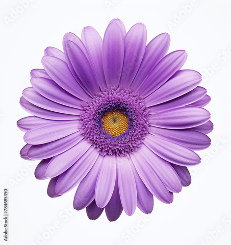 A purple flower isolated on a white background