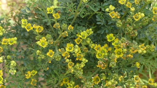 Ruta chalepensis is a species of flowering plant in the citrus family known by the common name fringed rue. It is native to Eurasia and North Africa. photo