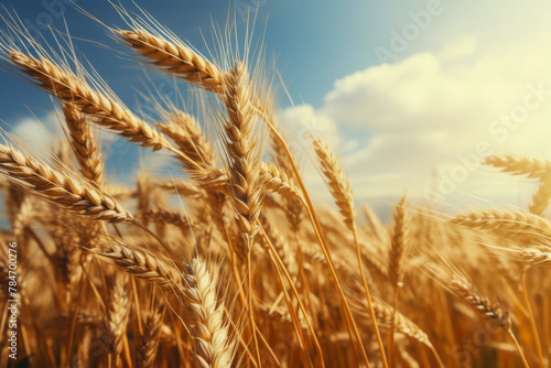 Golden Wheat Field Under Blue Sky  Agriculture  Harvest  and Nature