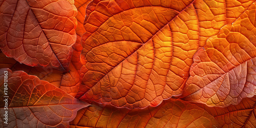 Vibrant Autumn Leaves Close-up Texture and Pattern