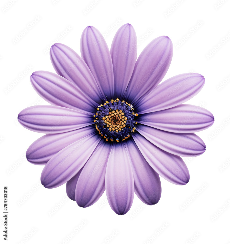 A purple daisy flower isolated on a transparent background A purple daisy flower isolated on a transparent background