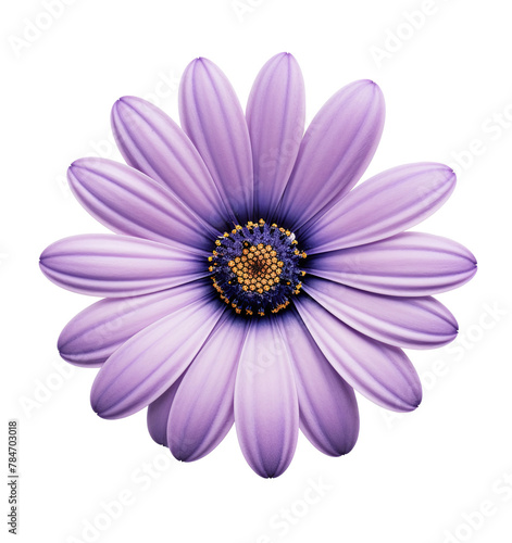 A purple daisy flower isolated on a transparent background