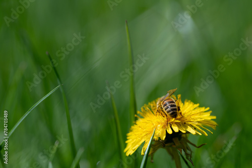 A dandelion flower stands in a green meadow. The sun is shining on the meadow from above. A ray of sunlight can be seen. A bee is searching for pollen on the flower.