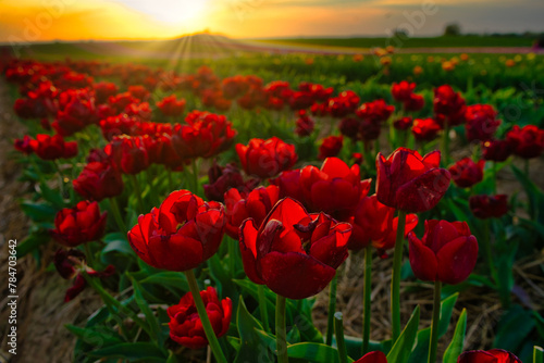 Field of red tulips in the golden hour