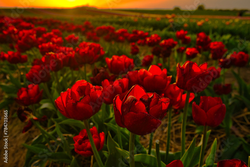 Beautiful dark red tulip field in the sunset