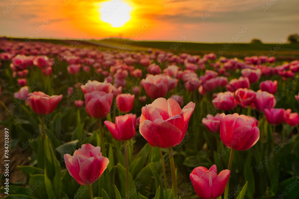 Pink tulip field in the late afternoon sun before the dawn Pink tulip field in the late afternoon sun before the dawn