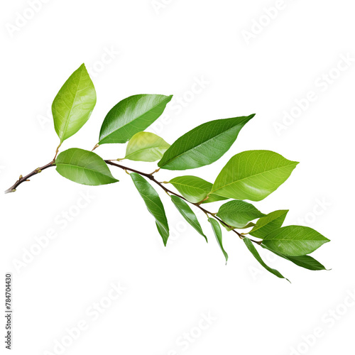 Branch of leaves isolated on a transparent background