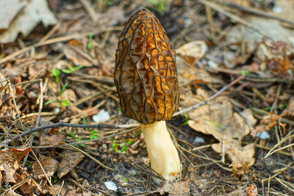 one brown on a white stalk edible spring morel mushroom growing in the ground in the forest during the day one brown on a white stalk edible spring morel mushroom growing in the ground in the forest during the day