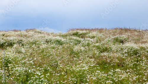 Blooming meadow with daisies. Summer landscape, Many wildflowers.