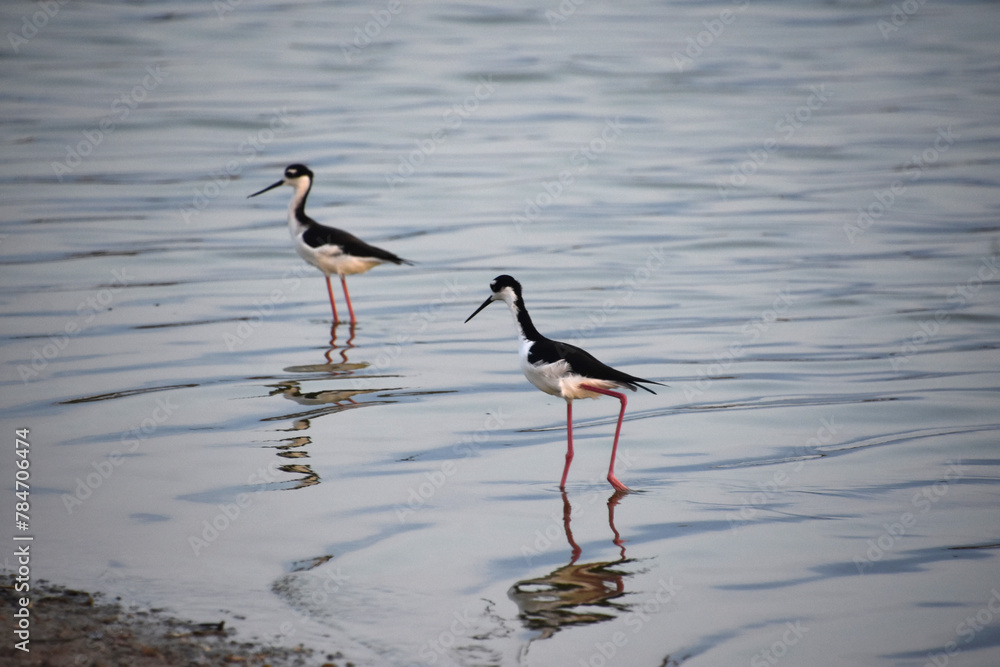 Lovely Pair of Black and White Sandpipers Lovely Pair of Black and White Sandpipers