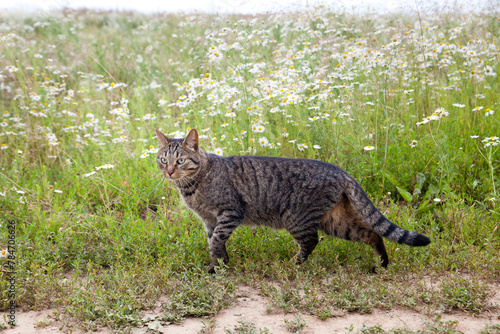 Cat on a walk in summer. Cat with green eyes.