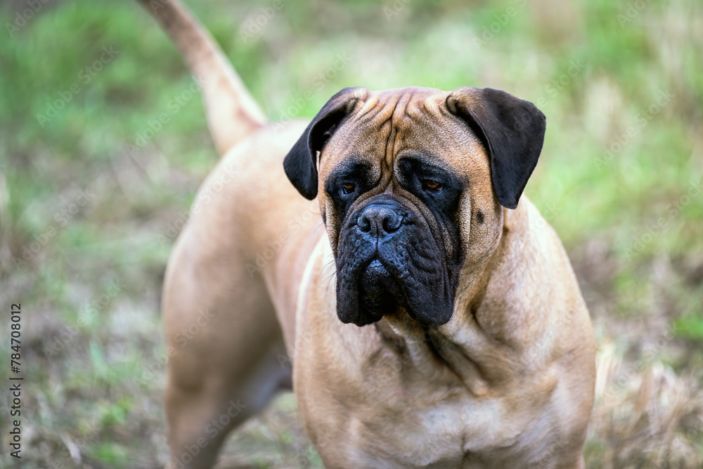 2023-12-31 LARGE BULLMASTIFF STANDING IN A FIELD LOOKING LEFT IN THE SHOT ON ALERT WITH A FOCUSED LOOK AND NICE EYES AND A BLURRED SOFT BACKGROUND AT TH E OFF LEASH DOG AREA AT MARYMOOR PARK IN REDMON