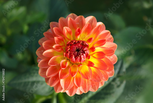 Beautiful Dahlia flower close-up