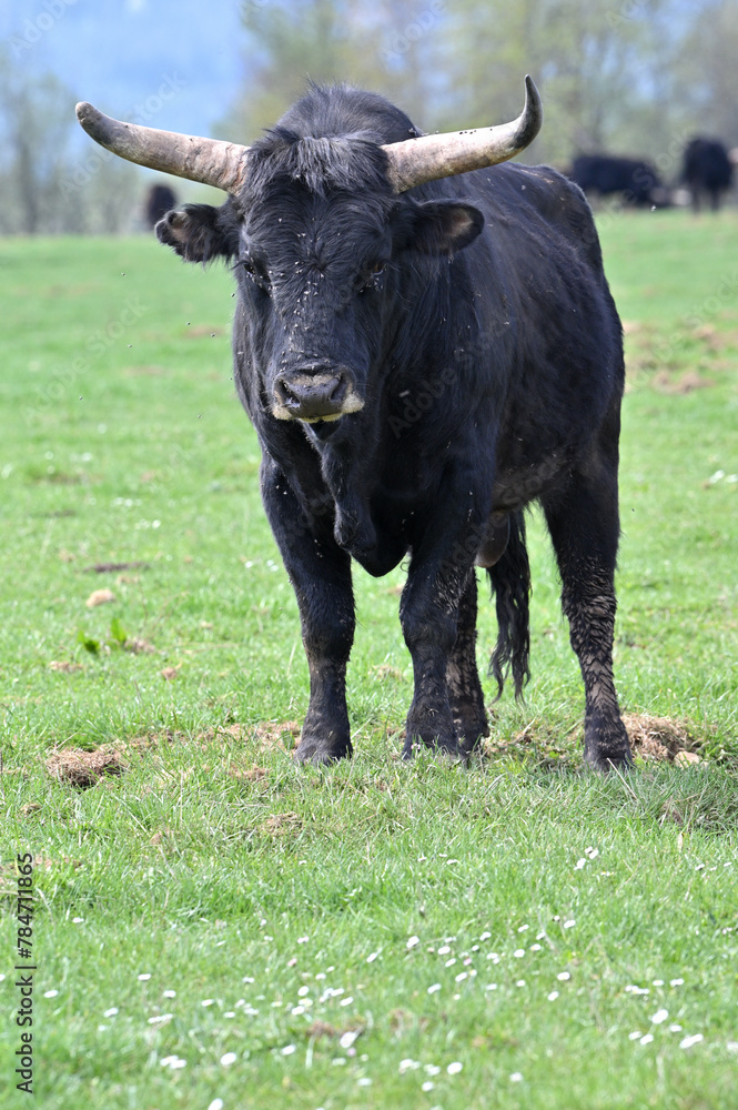 Aurochs wild ancestor of modern domestic cattle Aurochs wild ancestor of modern domestic cattle