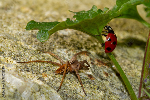 Nursery web spider watching a passing Seven-spot ladybird, climbing in Ground-ivy