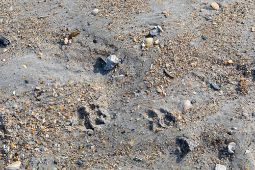 Dog footprints in wet beach sand, seashell fragments, animal care and travel background, horizontal aspect