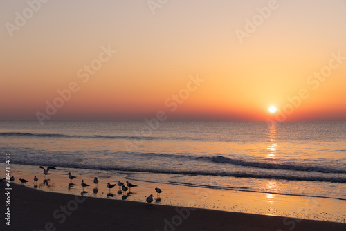 Indifferent gulls in beautiful reflected light of the surf as the sun rises over the ocean, calm coastal waters radiate peace and tranquility, horizontal aspect