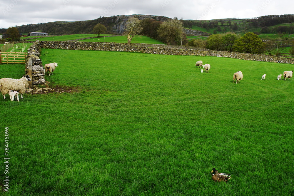 Spring Lambs in the Yorkshire Dales, Stackhouse near Settle, North Yorkshire, UK Spring Lambs in the Yorkshire Dales, Stackhouse near Settle, North Yorkshire, UK