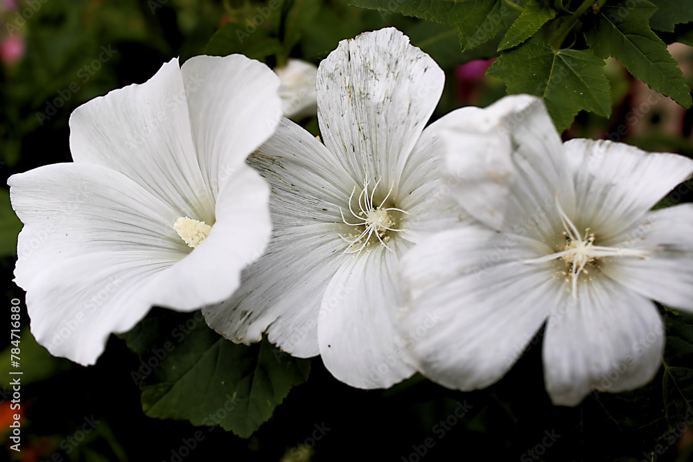 Fototapeta premium white