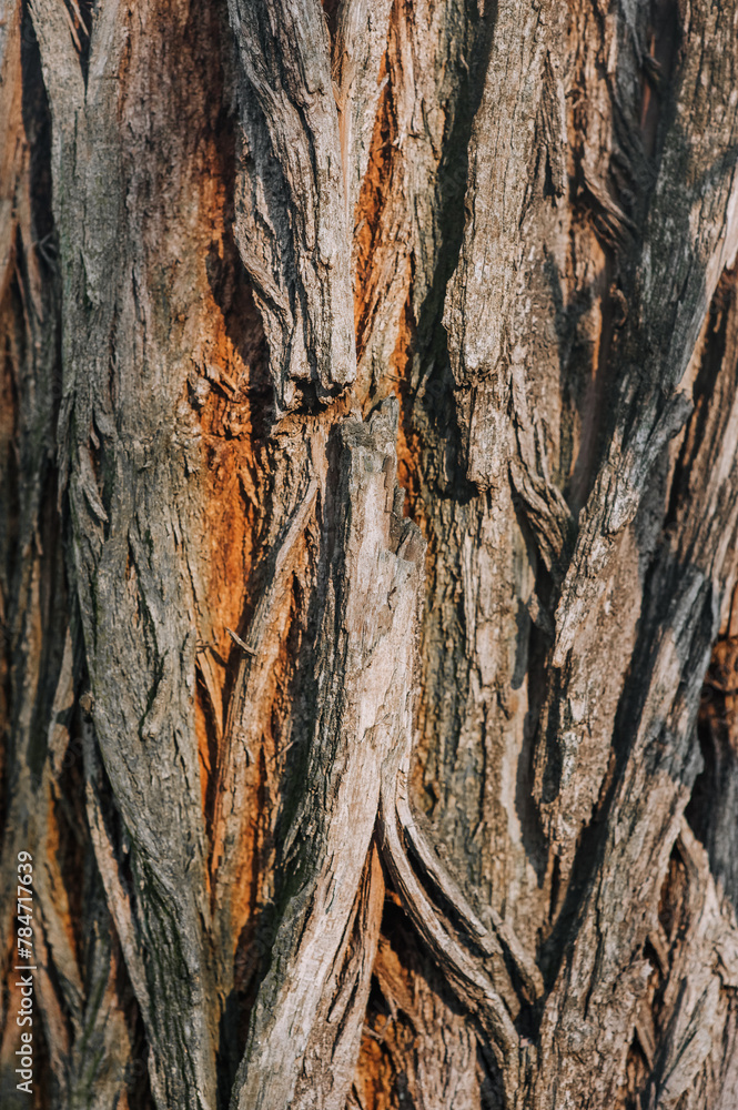 Background, texture of the surface of tree bark with sunlight. Close-up nature photography, abstraction. Background, texture of the surface of tree bark with sunlight. Close-up nature photography, abstraction.