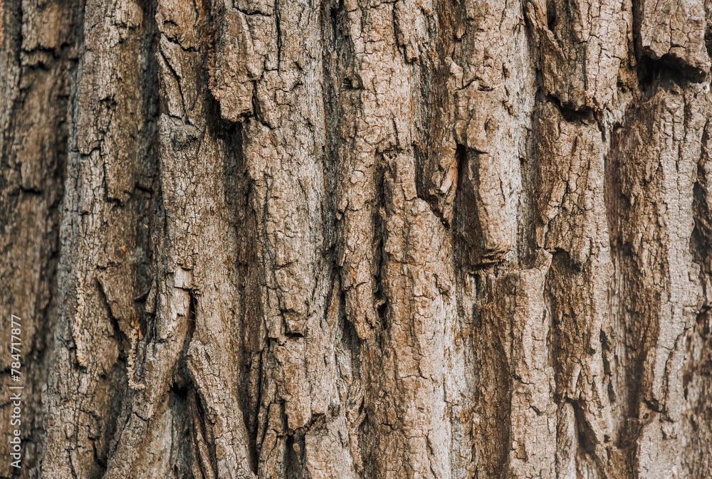 Background, texture, surface of dry tree bark in the forest. Background, texture, surface of dry tree bark in the forest.