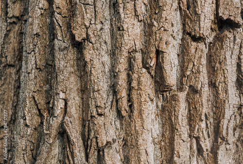 Background, texture, surface of dry tree bark in the forest.