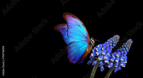 bright blue tropical morpho butterfly on blue muscari flowers isolated on bla...