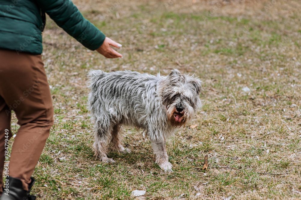 Photo of a beautiful purebred old, gray, overgrown, hairy Miniature Schnauzer dog in nature outdoors, walking near his beloved owner. Portrait of a pet on a lawn in the forest. Photo of a beautiful purebred old, gray, overgrown, hairy Miniature Schnauzer dog in nature outdoors, walking near his beloved owner. Portrait of a pet on a lawn in the forest.