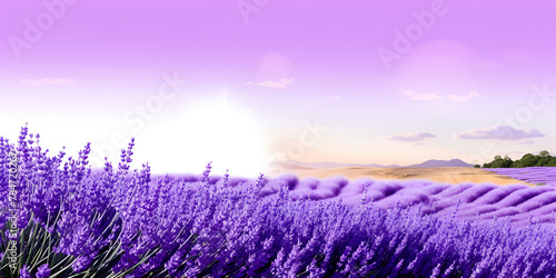 Mesmerizing Moments, The Sublime Beauty of Lavender Fields Awash in the Warm Embrace of Sunset's Glow