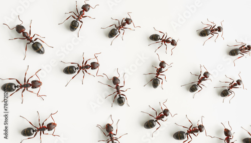 Path of ants on the wall of the house, invasion of ants, top view, 3d illustration photo