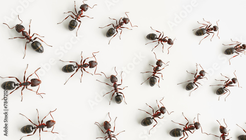 Path of ants on the wall of the house, invasion of ants, top view, 3d illustration