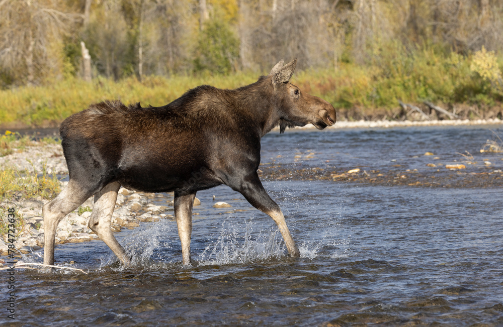 Cow Moose in Wyoming in Autumn Cow Moose in Wyoming in Autumn