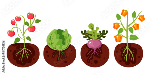 Garden plant root vegetable grow crop agriculture concept. Vector graphic design illustration