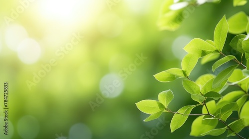 Green leaves and branches with blurred background