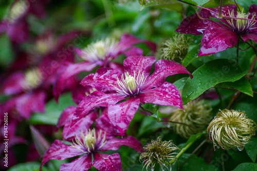 Purple clematis with droplets of water after a rain shower.