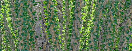 A cross sectional view of the stalks of an Ocotillo cactus. The Ocotillo stalks are leafless most of the time. But, after a good soaking rain plants will be covered with clusters of narrow oval leaves photo