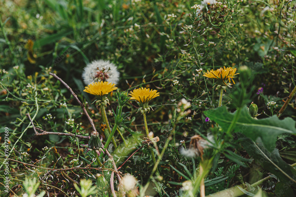 Wild Dandelions and Grass in Natural Meadow Setting Wild Dandelions and Grass in Natural Meadow Setting
