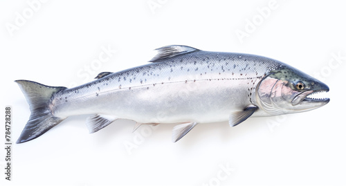 A salmon isolated on a white background