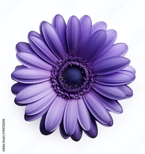 A purple daisy isolated on a white background