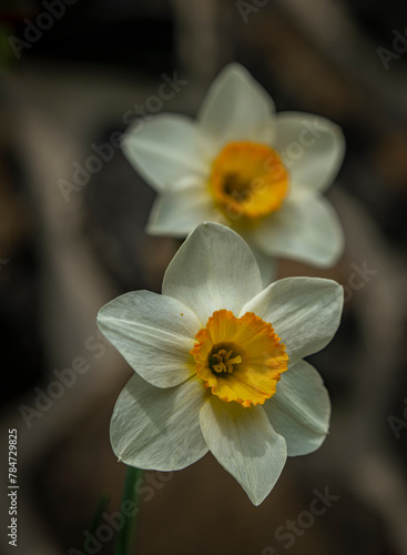 Narcissus color flower blossom in spring sunny day near stone wall