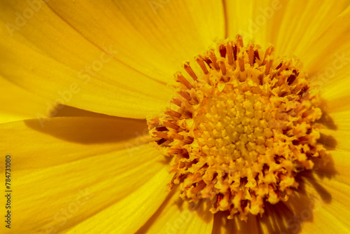 Close up of yellow coreopsis flower.
