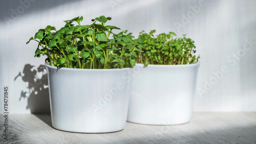 Microgreens rutabaga in a white bowl, rutabaga sprouts.