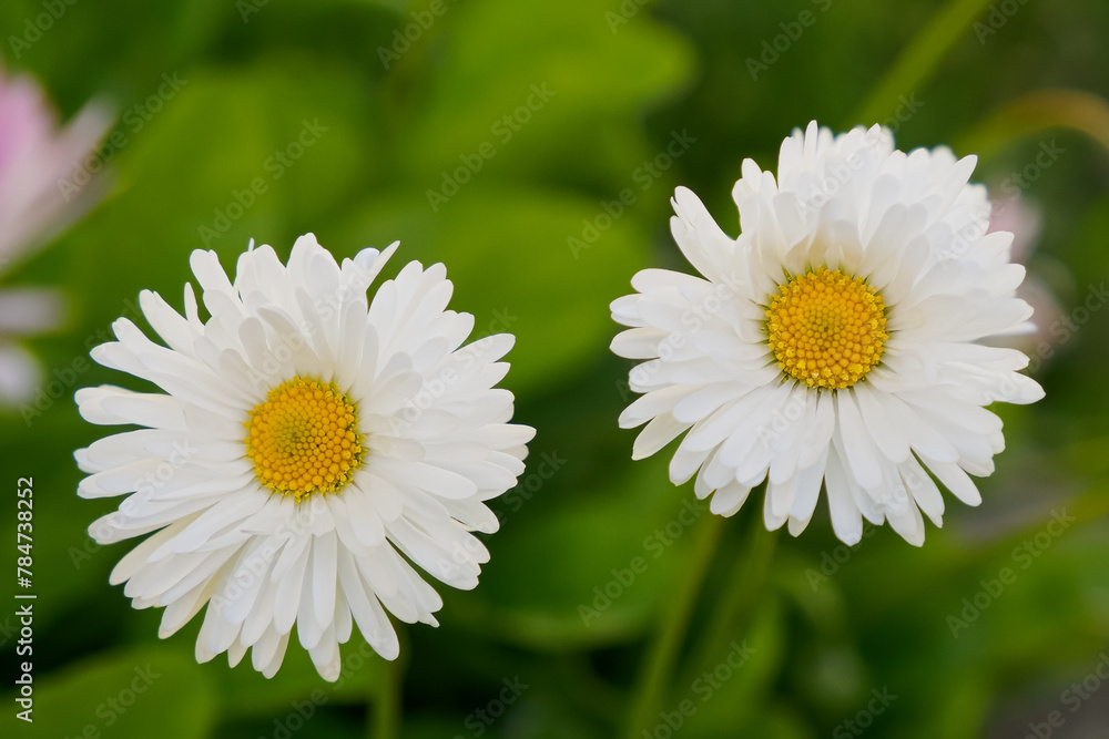 Chamomile flowers. A medicinal plant. Floral background. Chamomile flowers. A medicinal plant. Floral background.