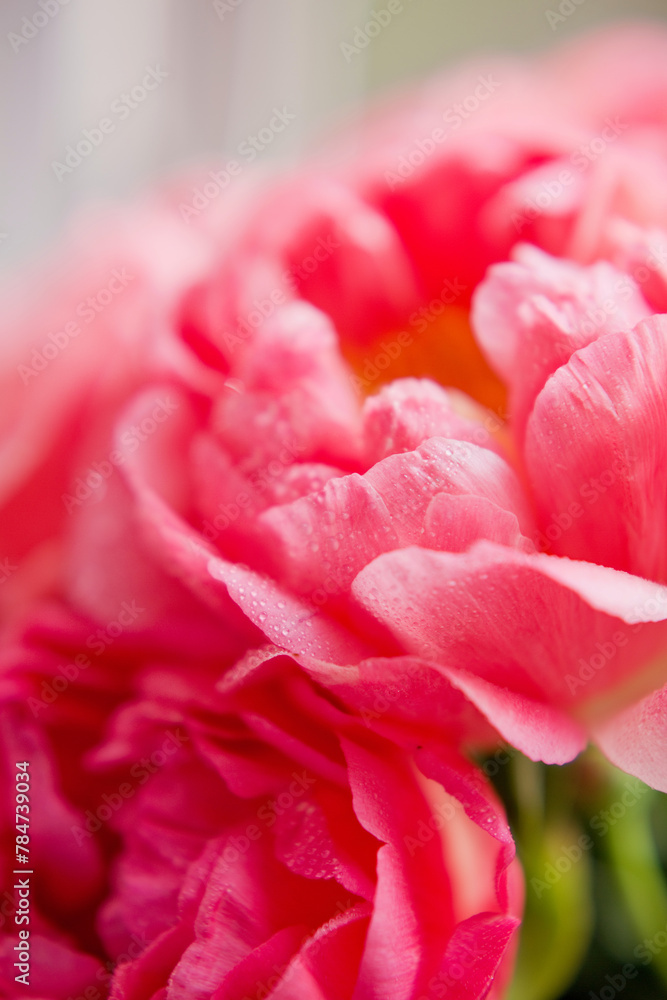 Bouquet of coral peonies in vase Bouquet of coral peonies in vase